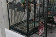 【画像】彡(^)(^)｢大型インコ買いたいなあ。いくらぐらいするんやろ！！｣