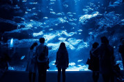 【画像】水族館業界を転々とする女子が陰好みｗｗｗｗ