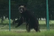 【画像】札幌の街中で大暴れしたヒグマ、ヤバすぎるｗｗｗ