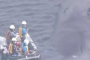 【速報】大阪で死亡したクジラのヨドちゃん、ヤバすぎる事実が発覚する…