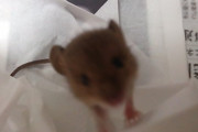 めっちゃかわいいネズミ拾ってきたｗｗ
