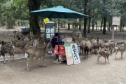 【悲報】鹿さん、鹿せんべいくれる観光客が少なすぎて売り場を包囲してしまうｗｗｗｗｗｗｗｗｗｗｗ