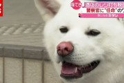 大抜擢！ 酒店の看板犬「梅子」が“警察官”任命のワケ　秋田・小坂町（2021年5月21日放送「news every.」より）