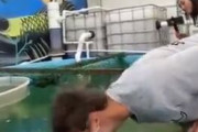 【動画】お魚さん、パンチ力がヤバすぎるｗｗｗｗｗｗｗｗｗｗｗｗｗｗｗｗｗｗｗｗｗｗｗｗｗｗｗｗｗ