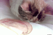 【gif】猫にチーズを投げると溶ける【注意】