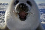 【画像】う～わ、こいつアザラシの生肉で興奮しとる