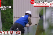 野生のクマを“吹き矢”で…資材置き場に８時間超とどまる　秋田・大舘（2021年5月31日放送「news every.」より）