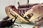 【グロ注意】カブトムシVS蟹の勝負がヤバすぎる