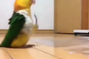 兵隊の行進のように歩く鳥