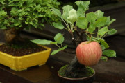 【画像】ワイ、リンゴの木の盆栽でリンゴの果実を１個実らせることに成功