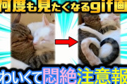 【2ch面白い画像】犬と猫多め！最高に面白くてかわいいgif見つけたwww