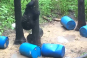 【動画】ショットガン持ち、ヒグマと遭遇してビビってしまう