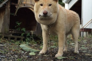 【朗報】強そうなイッヌ、発見される