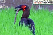 ペットショップから逃げ出した黒い鳥　千葉県で捕獲(2021年6月6日)