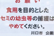 埼玉の中国人は深夜になると公園でセミの幼虫を捕獲し食いまくってるらしい