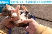 【悲報】子猫を海から救出したYouTuber、ニュースになるｗｗｗｗ