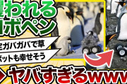 【2ch動物スレ】攫われるロボットペンギン・・・判定ガバガバすぎるやろwwwwwwwww