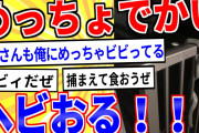 【2ch面白いスレ】家の前にめっっっっっっっつちょでかいヘビおる！！【ゆっくり解説】