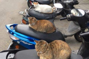 【画像】バイクに猫ちゃんが座ってて草