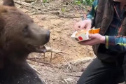【動画あり】ヒグマさん、マクドのハンバーガーを無理やり食べさせられるwwwwwwwwwww