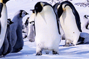 【gif】ペンギン「あっ…滑る……っ」