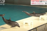 閉園間近の水族館　長年支えたスタッフとイルカたち(2021年9月25日)