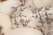 【動画】エロ猫さん、女の子から離れない