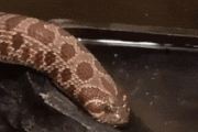 【gif】ヘビの水の飲み方ｗｗｗｗ