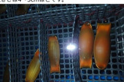 【画像あり】サメの卵、意味がわからなすぎる
