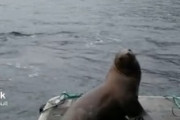 【胸糞】ボートにアシカが避難→シャチに取り囲まれたまんさんがアシカを追い出す→まんさん叩かれる