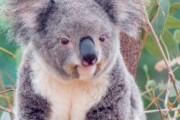 【画像】濡れたコアラ格好良すぎワロタｗｗｗｗｗｗｗｗｗ