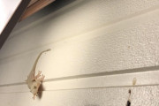 【画像】謎のトカゲ、ワイの家に出没