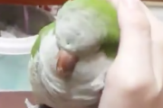 インコさん、人の手にすっぽり嵌りたくて横移動