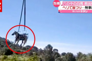 【動画】白馬を“空輸”で救出！深さ４ｍの穴に落ち…　スペイン（2021年5月28日放送「news every.」より）
