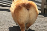 【画像】コーギーのケツ、あまりにもでかすぎる <ﾌﾟﾘｯ☆