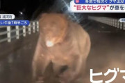【動画】なんG民「クマは弓矢で殺せる」