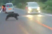 【事故動画】クマさん、車にはねられる