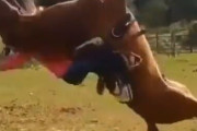 【動画】バカ馬さん、人間様にジャーマンスープレックスを仕掛けてしまうwwwwwwwwwwwwwwwwww