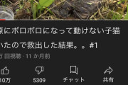 【闇深】大人気Youtuberさん、またまた野原に捨てられた猫を発見して飼い始めてしまうｗｗｗｗ
