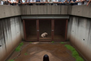 【画像】AI「美少女動物園の画像を生成しろ...？なんかエッチですね」