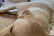 【朗報】イッヌ(14)スヤスヤｗｗｗｗｗｗｗｗｗｗｗｗｗｗｗｗｗｗｗｗｗｗｗ