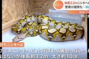 【画像】ニシキヘビ事件で近所のババアブチギレＷｗｗｗｗｗｗｗｗｗ