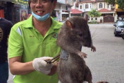 【画像】フィリピンのネズミがデカすぎるｗｗ
