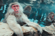 【画像】イギリス人グラドル、サルと一緒に温泉入浴するも不衛生と炎上ｗｗｗｗ