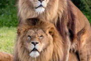 【朗報】ライオンの交尾、えっちすぎる?