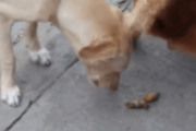 【GIF】イッヌさん、他犬のウンコを誤って食べてしまう