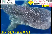 【動画】ジンベエザメが駿河湾に　船長も「30年で2度目」