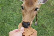 【画像】ＧＷ中に鹿がせんべえを食べない珍事ｗｗｗｗｗ