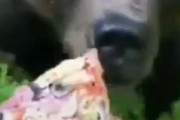 【動画】ヒグマさん　ピザ一切れで懐柔される雑魚だった