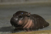 【56枚】心が癒される動物の赤ちゃん画像